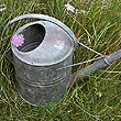 galvanised watering can